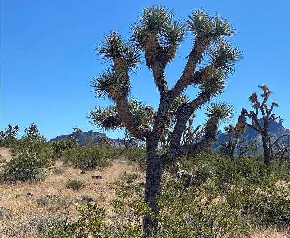 Rainbow - 27152 Rainbow, Meadview, AZ 86444